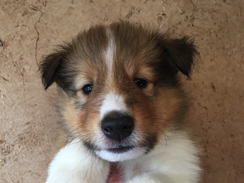 Captain 5wks